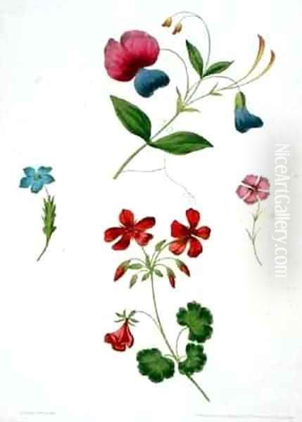 An illustration from 'A New Treatise on Flower Painting Oil Painting by George Brookshaw