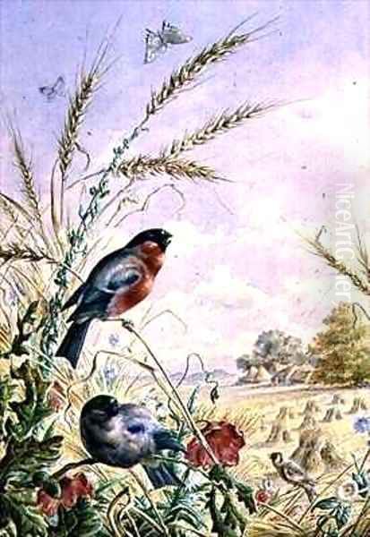 Bullfinches in a harvest field Oil Painting by Harry Bright