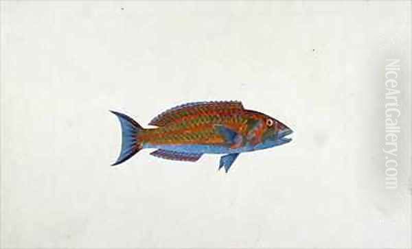 A Fish, El Hudderi Imbo Oil Painting by James (Abyssinian Bruce) Bruce