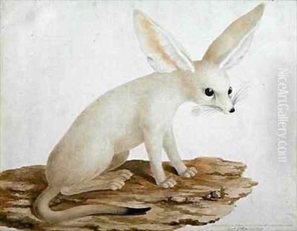 Fennec No. 3 Original of illustration in Travels through Abyssinia Oil Painting by James (Abyssinian Bruce) Bruce