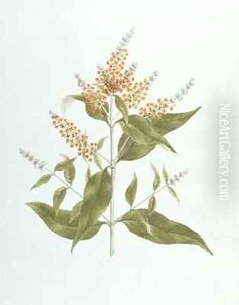 Umtar (Buddleia polystachya) Oil Painting by James (Abyssinian Bruce) Bruce