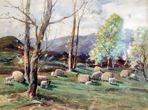 Sheep Grazing Oil Painting by Thomas, Tom Campbell