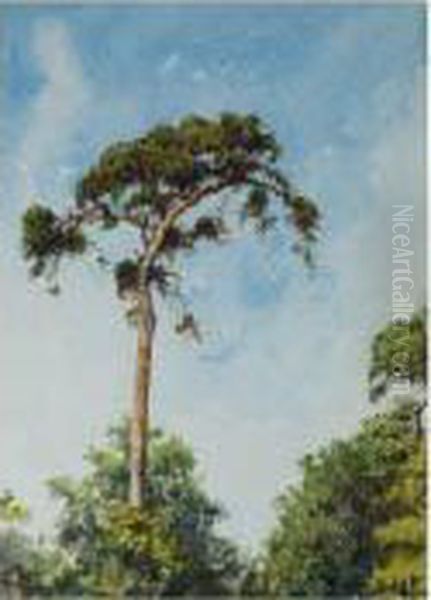 The Tall Tree Oil Painting by Conrad H.R. Carelli