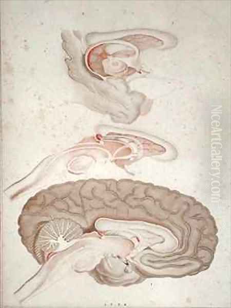 Cross-section of the Brain Oil Painting by Alexandre Briceau