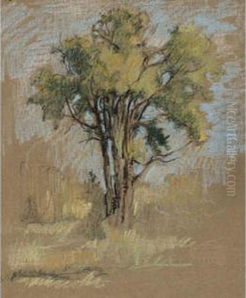 Tree Study Oil Painting by Paul Archibald Caron