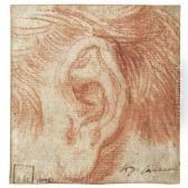 Study Of An Ear Oil Painting by Agostino Carracci