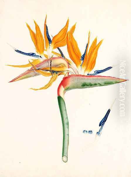 Strelitzia depicta Oil Painting by Franz Andreas Bauer