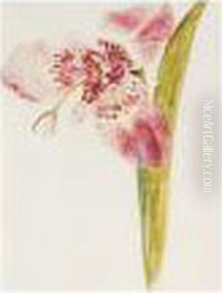 Orchid Oil Painting by Dora Carrington