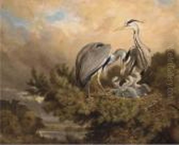 Herons Feeding Their Young Oil Painting by Samuel John Carter