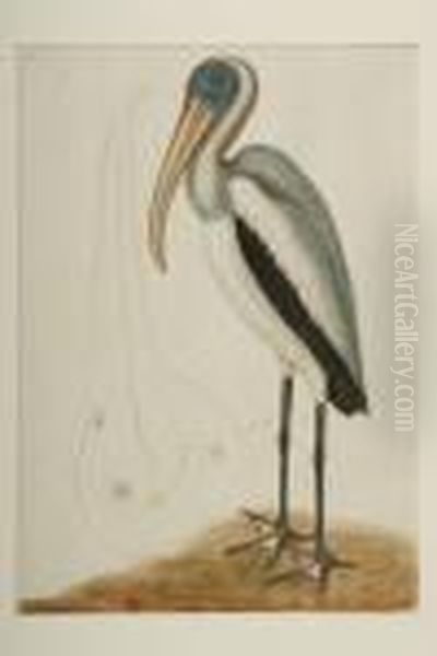 Wood Pelican Oil Painting by Mark Catesby