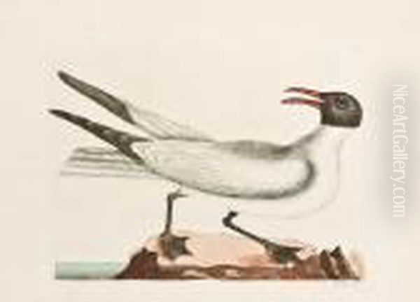 Laughing Gull. [pl. 89, Vol. I]. Oil Painting by Mark Catesby