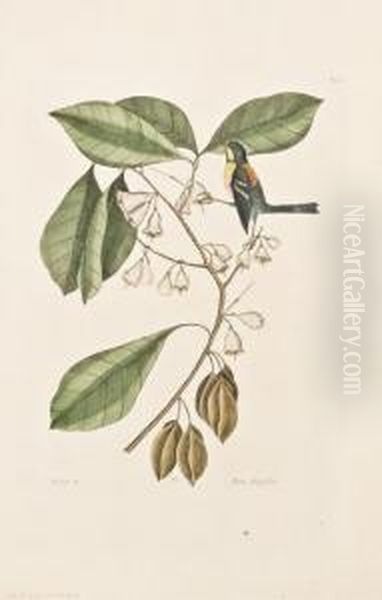 Finch Creeper (parula Warbler). [pl. 64, Vol. I]. Oil Painting by Mark Catesby