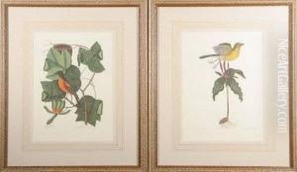 The Tulip Tree And The Baltimore
 Bird, Oenanthe Americana, Willow Oak And Largest White Bill'd 
Woodpecker, Live Oak And The Large Red Crested Woodpecker, Coco Plum And
 The White Crown Pigeon, And Two Others. Color Lithographs Oil Painting by Mark Catesby