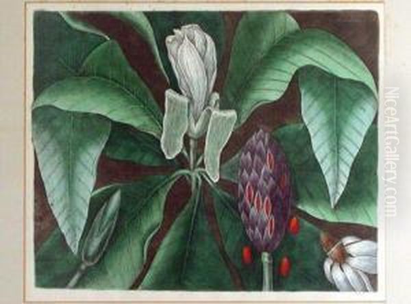 The Umbrella Tree Oil Painting by Mark Catesby