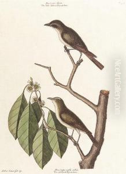 The Little Brown Flycatcher, The Red Eyed Flycatcher Oil Painting by Mark Catesby