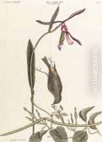 The Yellow-rump, Helleborine Lily Folio Oil Painting by Mark Catesby