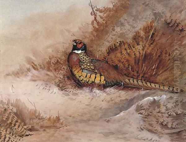 Pheasant in bracken Oil Painting by Ian Bowles