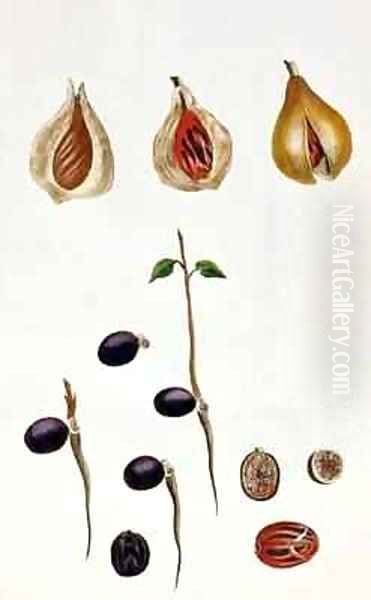 Nutmeg Oil Painting by Pierre-Joseph Buchoz