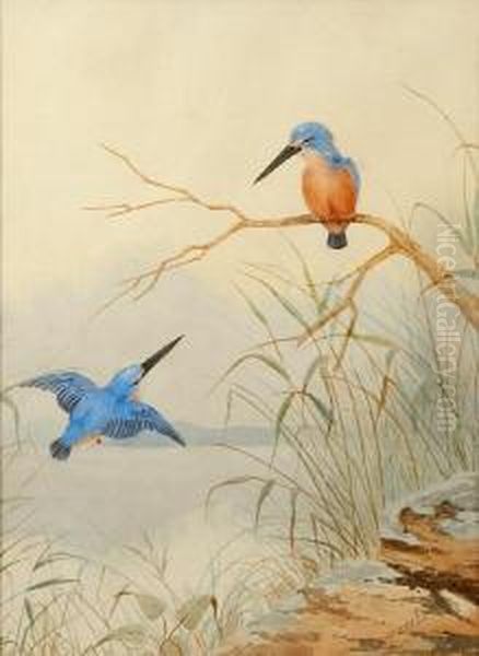 Kingfishers Oil Painting by Neville, Will. Cayley Jnr.