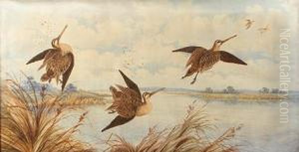 Shot Snipe Oil Painting by Neville, Will. Cayley Jnr.