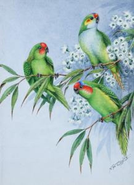 Three Lorikeets Oil Painting by Neville, Will. Cayley Jnr.