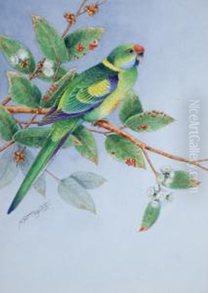 Ring Necked Parrot Oil Painting by Neville, Will. Cayley Jnr.