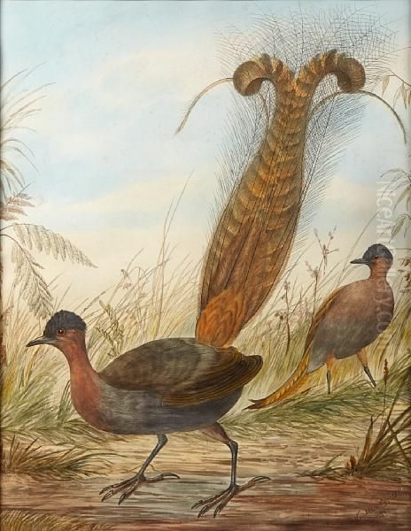 Lyre Bird Oil Painting by Neville Henry P. Cayley