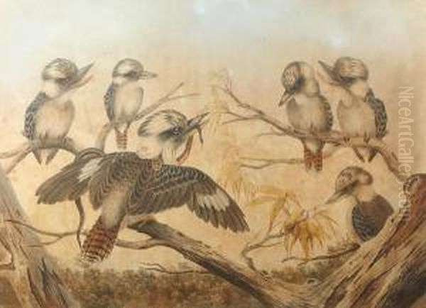 Kookaburras by Neville Henry P. Cayley