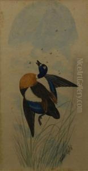 Teal Duck Shot In Flight Oil Painting by Neville Henry P. Cayley