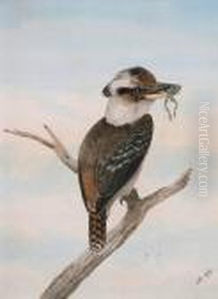 Senior Kookaburra With Frog Oil Painting by Neville Henry P. Cayley