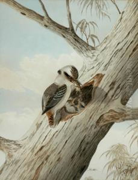 Snr Kookaburrafeeding Young 
With Mouse Watercolour Signed 'n. Cayley Sydney No.103' Lower Right 36.5
 X 28 Cm Oil Painting by Neville Henry P. Cayley