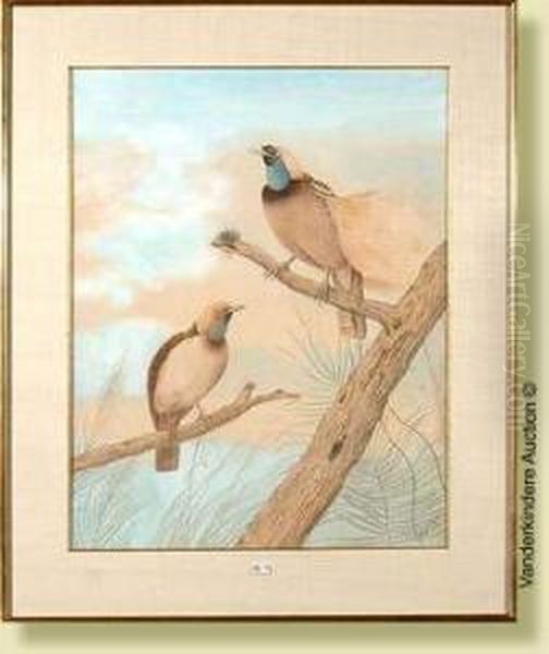 Deuxoiseaux Exotiques Sur Une 
Branche, Aquarelle Sur Papier. Signee Enbas A Droite Neville Cayley. 
Ecole Australienne. Dim.: 64x50cm Oil Painting by Neville Henry P. Cayley