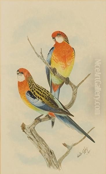 A Pair Of Rosellas; A Pair Of Lorikeets Oil Painting by Neville Henry P. Cayley