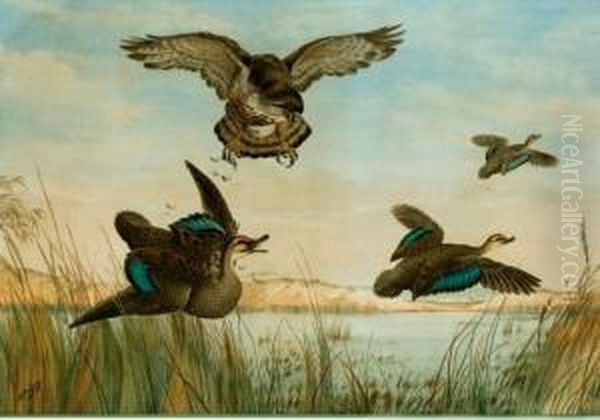 Hawk Attacking Three Ducks Oil Painting by Neville Henry P. Cayley