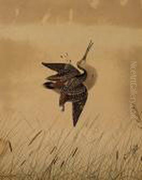 Snipe Oil Painting by Neville Henry P. Cayley