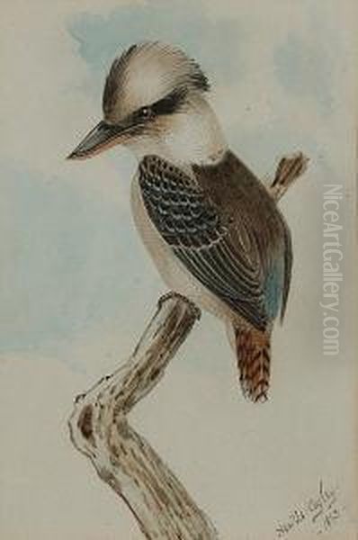 A Kookaburra; A Laughing Jackass, A Pair Oil Painting by Neville Henry P. Cayley