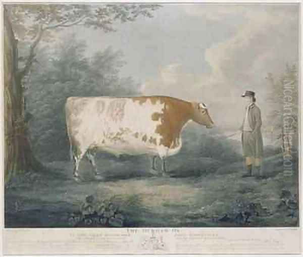 The Durham Ox Oil Painting by John Boultbee