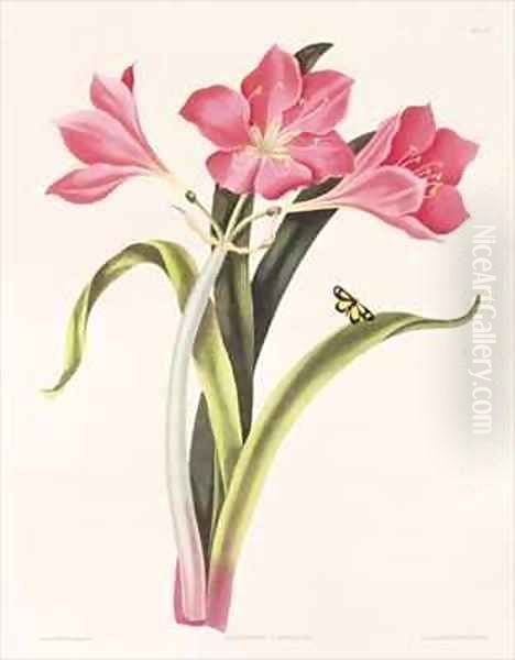 Amaryllis purpurea Oil Painting by Bury, Mrs Edward