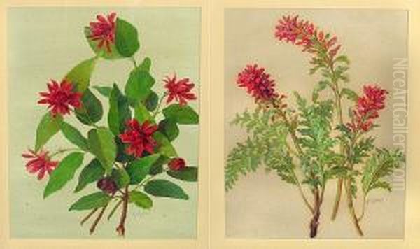 A Study Of Stems Of Indian Paintbrush; A Study Of Stems Of The Spicebush (a Pair) Oil Painting by Alice Brown Chittenden