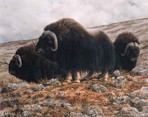 Musk oxen Oil Painting by Carl Brenders