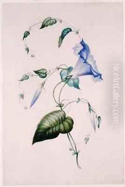 Blue convolvulus Oil Painting by Charlotte Bronte