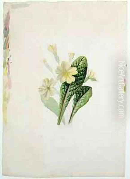 Study of a primrose Oil Painting by Charlotte Bronte