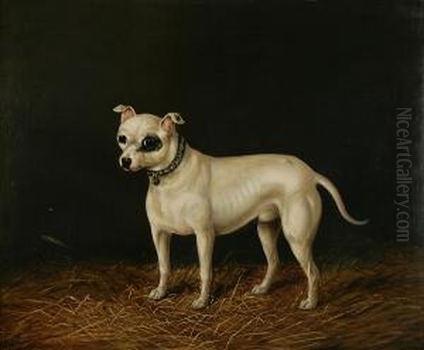 Standing White Bull Terrier Oil Painting by James Senior Clark