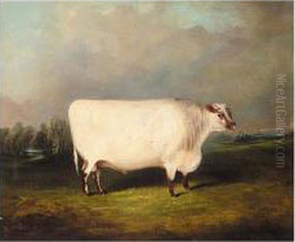 A Prize Shorthorn In A Landscape Oil Painting by James Senior Clark