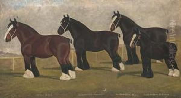 Peele Belle, Oldborough 
Pleasant, Oldborough Belle, And Oldboroughduchess, Four Shirehorses Oil Painting by William Albert Clark