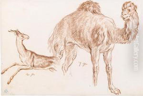 Studies Of A Dromedary And A Deer Oil Painting by Charles-Nicolas I Cochin