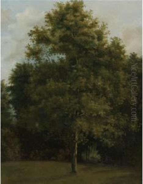 Study Of A Tree Oil Painting by Jules Louis Phillipe Coignet