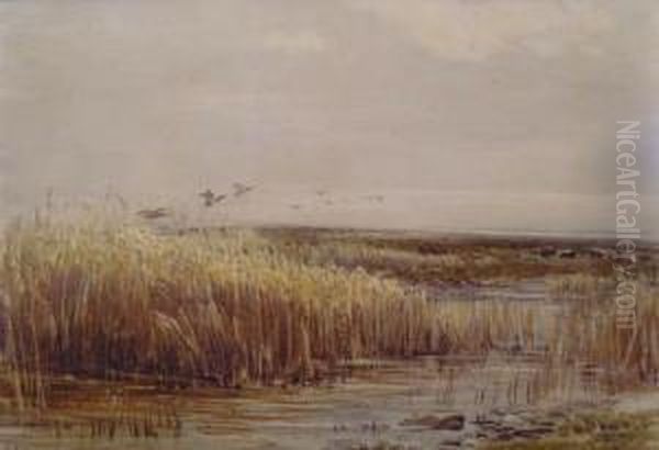 Wildganseuberfliegen Schilf Oil Painting by Thomas Collier