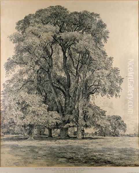 Elm trees in Old Hall Park, East Bergholt, 1817 Oil Painting by John Constable