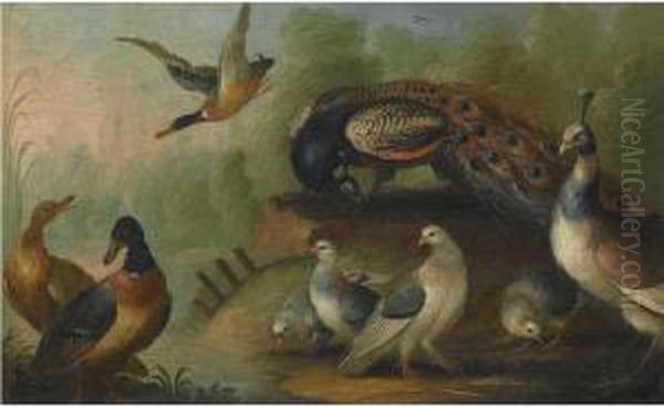 A River Landscape With A Peacock And A Peahen, Mallards Andother Birds Oil Painting by Marmaduke Cradock